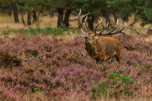 44 Hoge Veluwe, edelhert.jpg